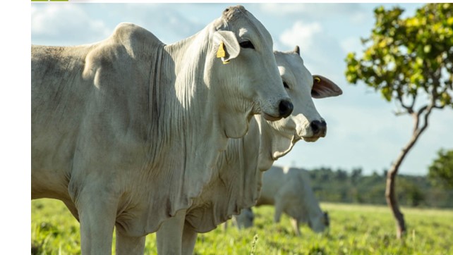 El precio promedio de ganado gordo se ubicó en $7.860 en la tercera semana de febrero