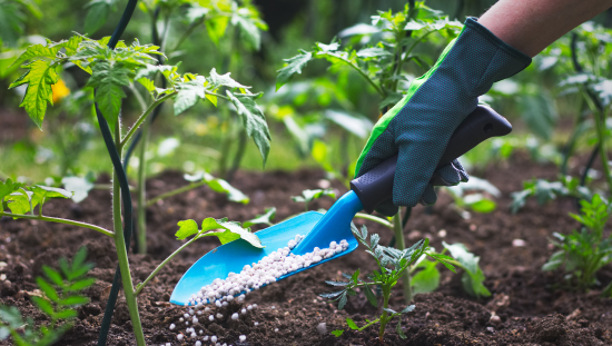 Alta dependencia a las importaciones de abonos y fertilizantes impacta producción agrícola, según estudio de Bolsa Mercantil de Colombia